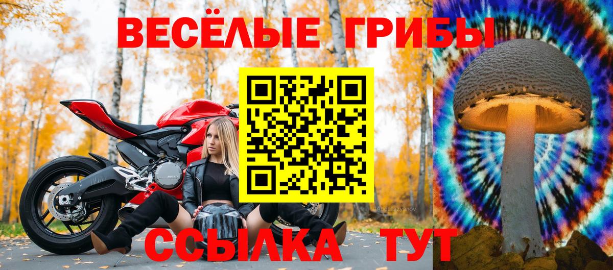 Псилоцибиновые грибы Cubensis Моздок