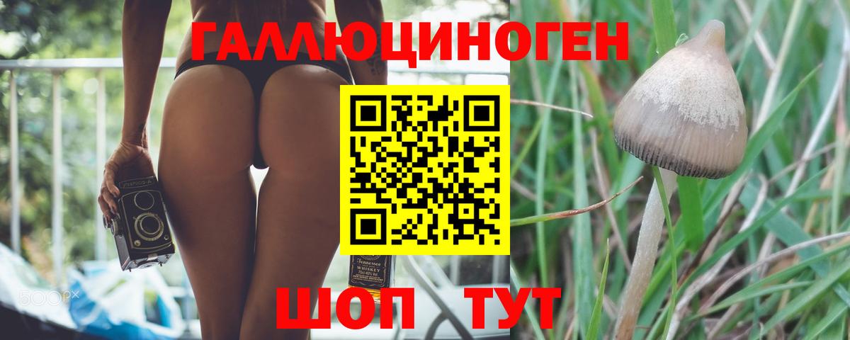 Псилоцибиновые грибы GOLDEN TEACHER  наркота  Моздок  Псилоцибиновые грибы Magic Shrooms 